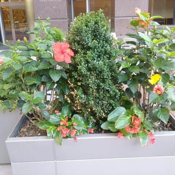 EQT Plaza - Beautiful coral Hibiscus in planters dot the plaza. - Shopping Centers Near Me - Pittsburgh, Pennsylvania