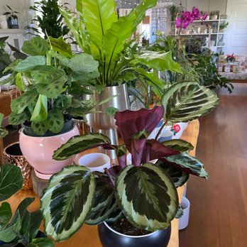 The-plantshoppe - prayer plants aka maranta & a birds nest - Nurseries & Gardening Near Me - Solvang, California