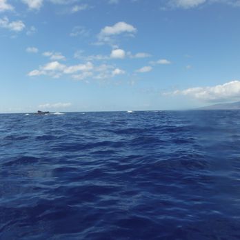 Gabriel's Ohana - Whale Watching Tours Near Me