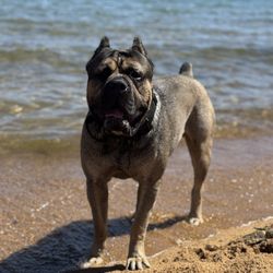 The Pawsitive Mobile Groomer - South Lake Tahoe