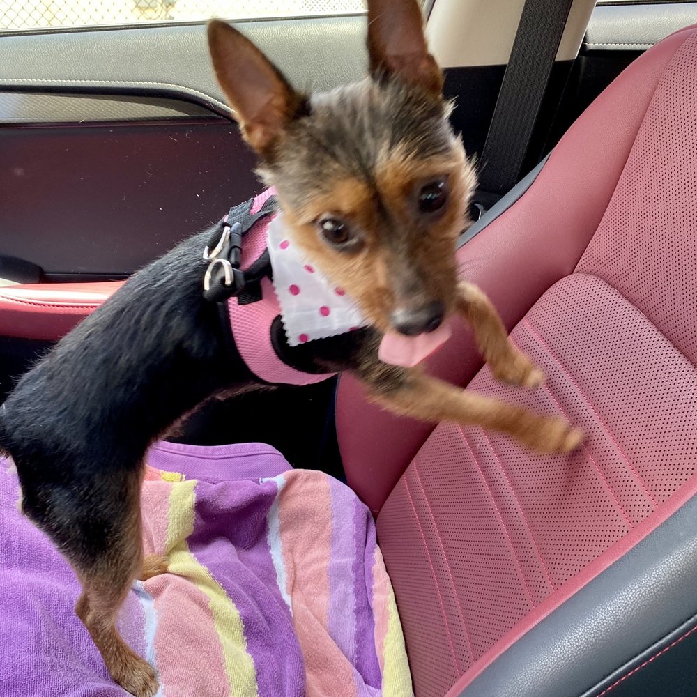 We Groom Pets - Mila all groomed and happy - Pet Groomers Near Me - Downey, California We Groom Pets - Mila all groomed and happy - Pet Groomers Near Me - Downey, California