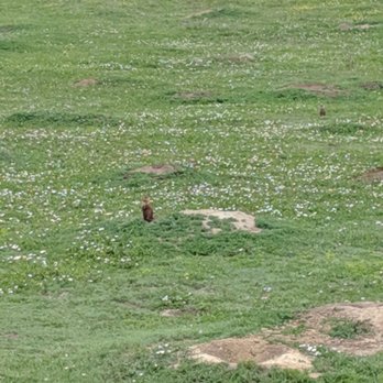 Theodore Roosevelt National Park - Prairie dog town - Parks Near Me - Medora, North Dakota Theodore Roosevelt National Park - Prairie dog town - Parks Near Me - Medora, North Dakota
