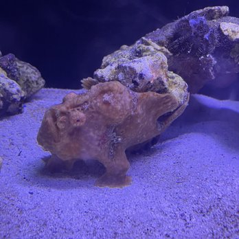 SeaQuest - Folsom - Aquariums Near Me - Folsom, California SeaQuest - Folsom - Aquariums Near Me - Folsom, California