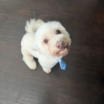 Dirty Dogs Grooming - Also add that extra touch of a little tie - Pet Groomers Near Me - Gardena, California