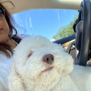 Groomingville - My Beau... Absolutely Adorable--Thank You Jamie!! - Pet Groomers Near Me - Rockville, Maryland