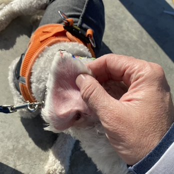 Rainbow Pet Spa Mobile Grooming - Right ear - Pet Groomers Near Me - Los Angeles, California Rainbow Pet Spa Mobile Grooming - Right ear - Pet Groomers Near Me - Los Angeles, California