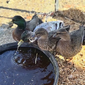 Cole Canyon Farms - We use a deep approach to bringing life back into our soil!
Ducks poop isnt hot and can be applied straight to crops or land. - Attraction Farms Near Me - Laurel, Montana Cole Canyon Farms - We use a deep approach to bringing life back into our soil!
Ducks poop isnt hot and can be applied straight to crops or land. - Attraction Farms Near Me - Laurel, Montana