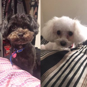 Pet Palace Grooming Salon - Pet Groomers Near Me - Chicago, Illinois