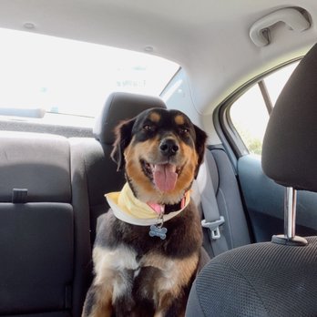 Red Bluff Pet Resort - Pet Sitting Near Me - Pasadena, Texas