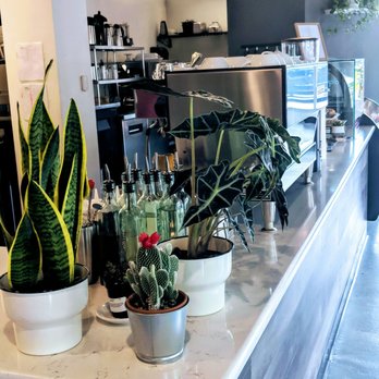 Doppio Coffee - Succulents and gleaming minimalist aesthetic - Coffee & Tea Near Me - Denver, Colorado Doppio Coffee - Succulents and gleaming minimalist aesthetic - Coffee & Tea Near Me - Denver, Colorado