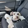 Photo of Dog Gone Pretty