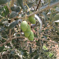 Wine and Cooking - Olive trees, pomegranates and other trees grow here