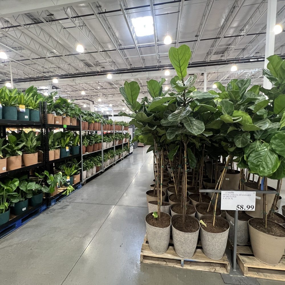 Costco Wholesale - Plants - Gas Stations Near Me - Albuquerque, New Mexico Costco Wholesale - Plants - Gas Stations Near Me - Albuquerque, New Mexico