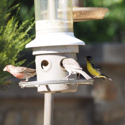 Wild Birds Unlimited