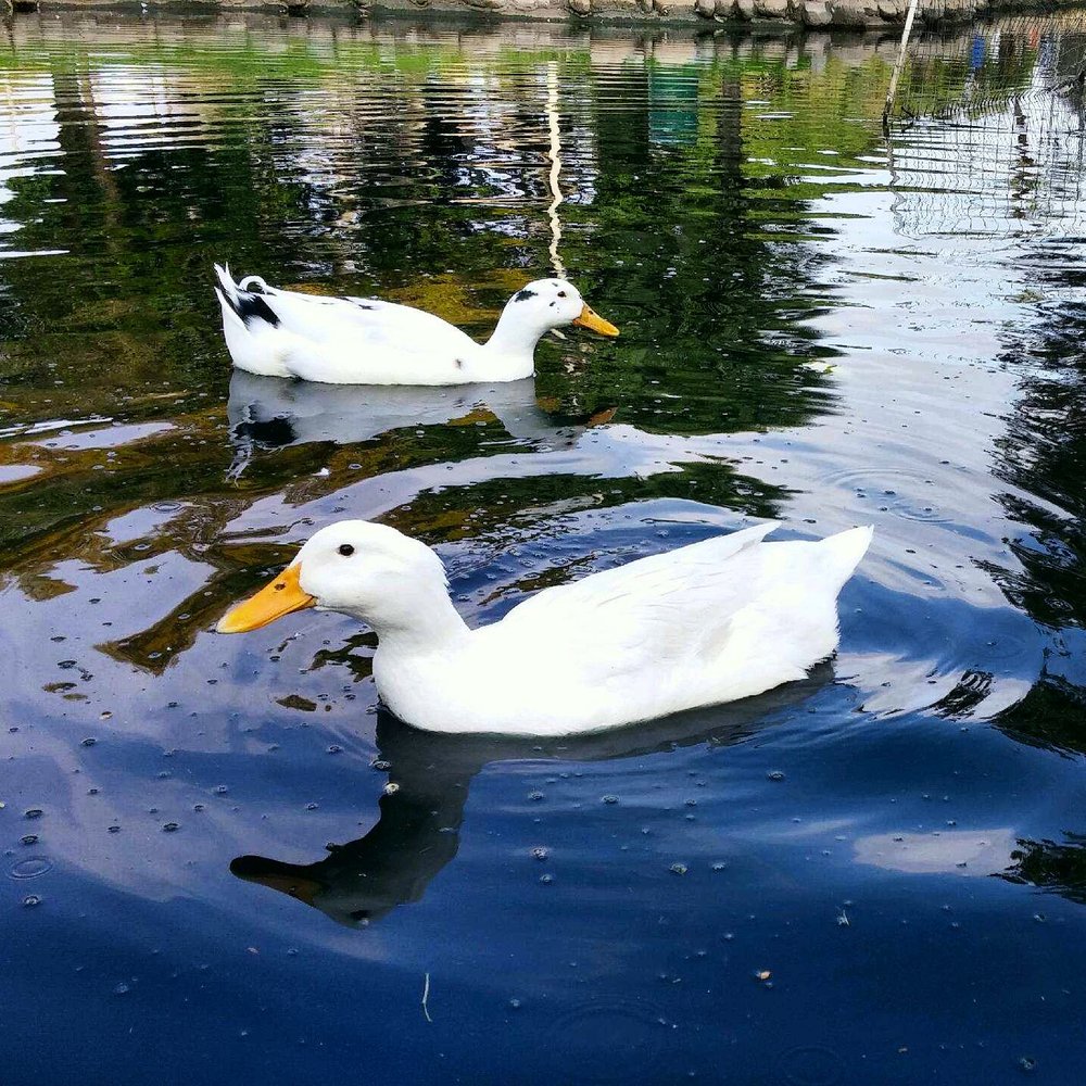 Pearson Park & Pool - Duck pond! - Swimming Pools Near Me - Anaheim, California Pearson Park & Pool - Duck pond! - Swimming Pools Near Me - Anaheim, California