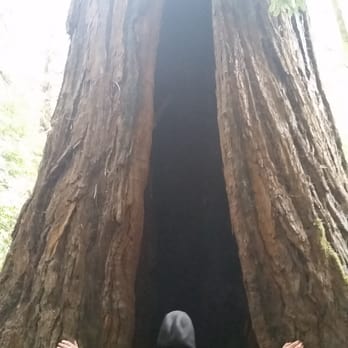 Samuel P Taylor State Park - Tall, tall trees. - Parks Near Me - Lagunitas, California Samuel P Taylor State Park - Tall, tall trees. - Parks Near Me - Lagunitas, California