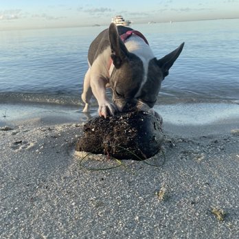 Rickenback Causeway Dog Beach - Beaches Near Me Rickenback Causeway Dog Beach - Beaches Near Me