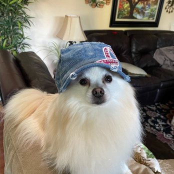 Gentle Touch Pet Salon - Why mom? - Pet Groomers Near Me - Citrus Heights, California Gentle Touch Pet Salon - Why mom? - Pet Groomers Near Me - Citrus Heights, California