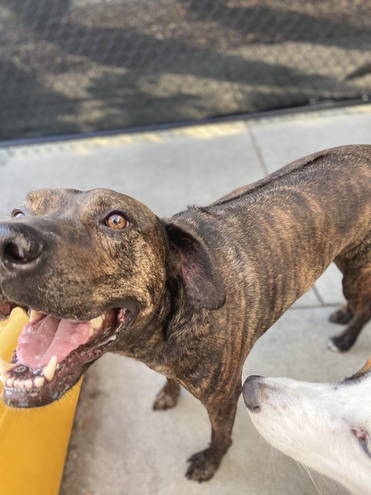 SOCIAL PET HOTEL Updated September 2024 24 Photos & 16 Reviews