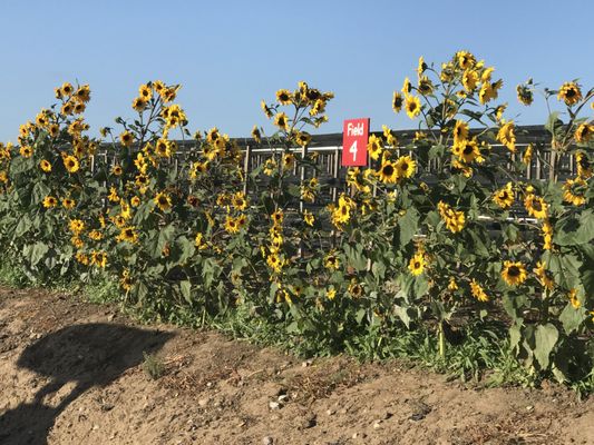 Tanaka Farms by null