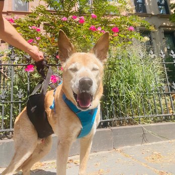 tesco squeaky dog ball