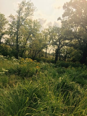 Konza Prairie Biological Station by null