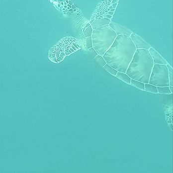 Someday Charters - Snorkeling Near Me - St. Thomas, Virgin Islands