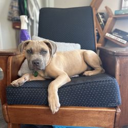 Wakulla Wags - The brain behind the business.