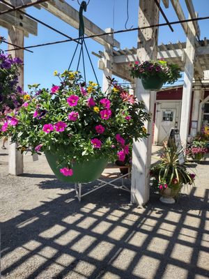 Blooming Junction Garden Center and Farm Market by null