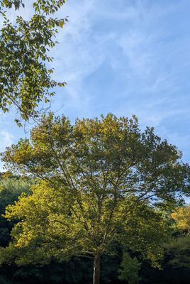 Cherokee Park by null