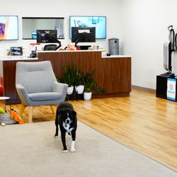 Oreo dog is our best employee