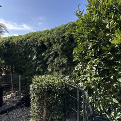 Mira Loma Landscape Services