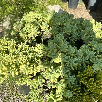 Present Perfect - Nurseries & Gardening Near Me - Pasadena, California