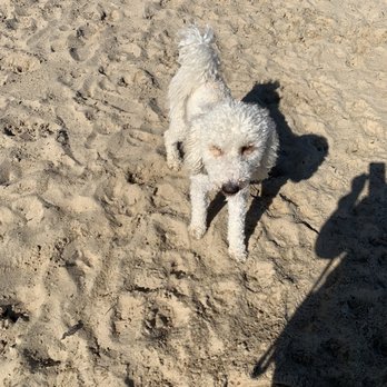 Bayview Dog Beach - Happy pup - Dog Parks Near Me - Pensacola, Florida Bayview Dog Beach - Happy pup - Dog Parks Near Me - Pensacola, Florida