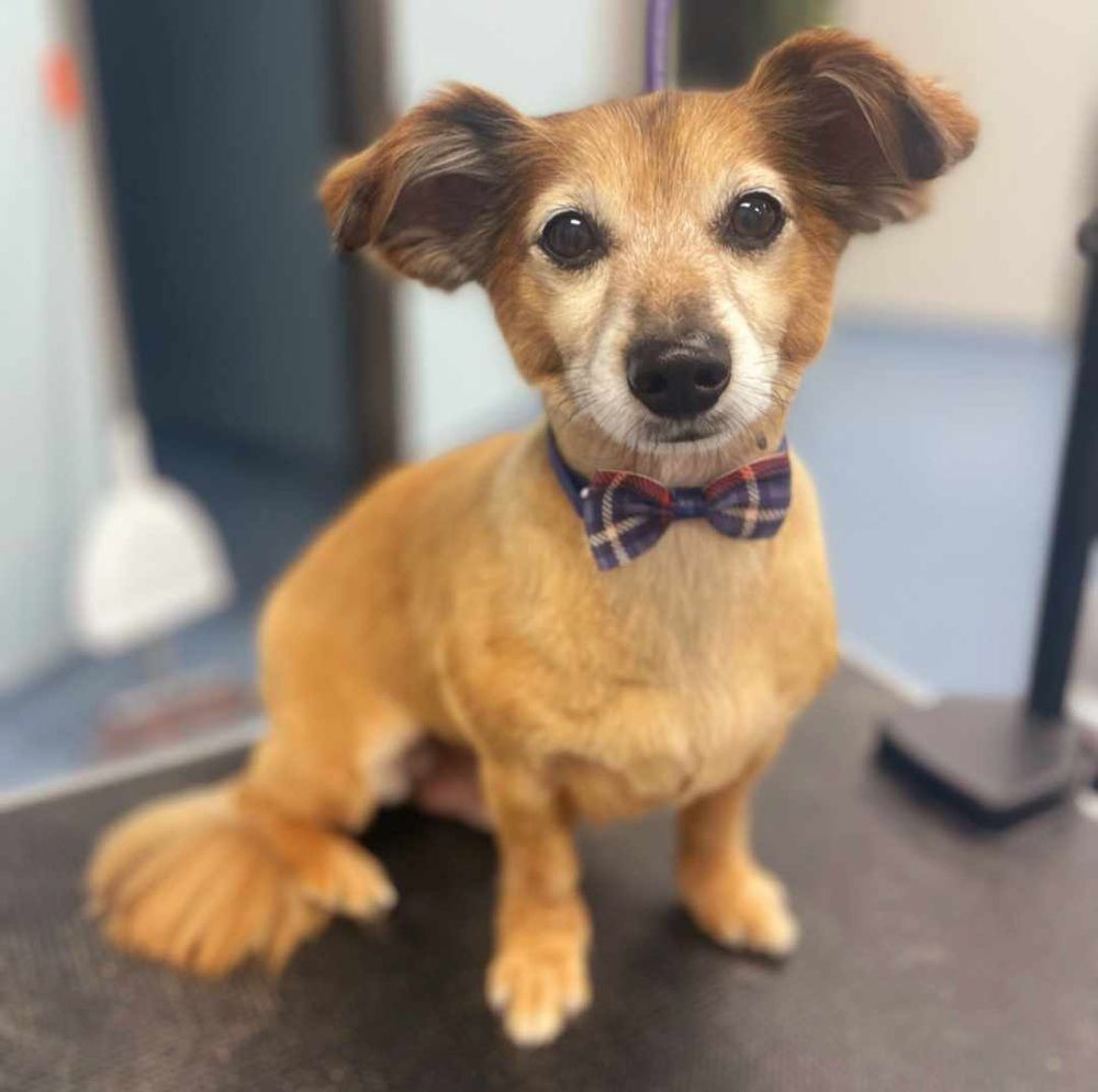 THE POSH PET SALON & SPA Updated September 2024 41 Photos 1161 Muhlenbergia Dr, Mount