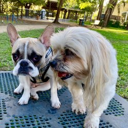 Hollywoof Dog Park - Sweet lil 6 month old Jake & Sweet G-Pa Houndie at Hollywoof Dog Park.