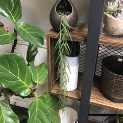 Green Aura - Hoya Linearis