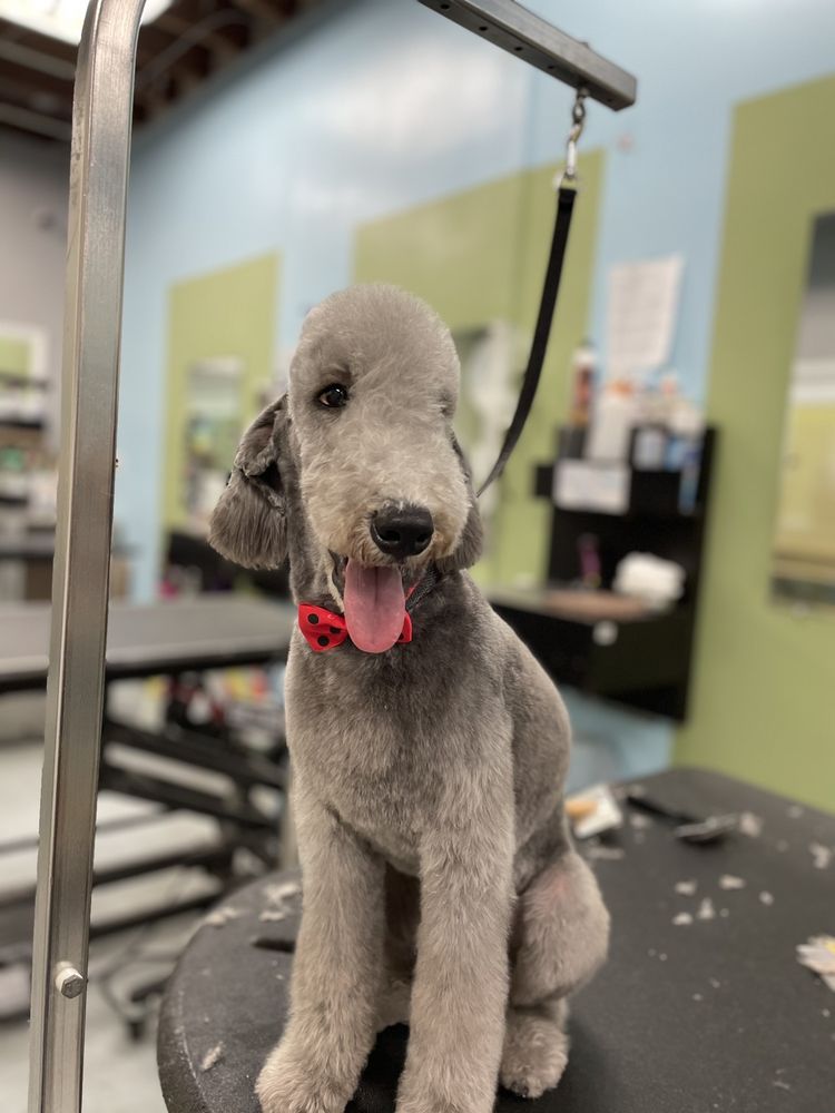 BUBBLES PET SPA Updated September 2024 146 Photos & 159 Reviews