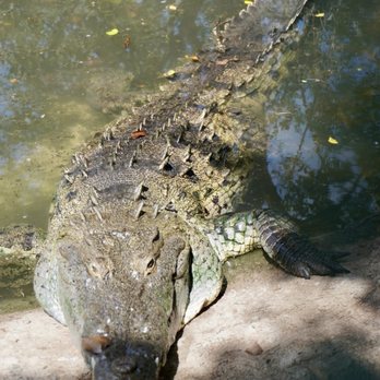 El Cora Crocodile Sanctuary - Zoos Near Me - Bucerias, NAY El Cora Crocodile Sanctuary - Zoos Near Me - Bucerias, NAY