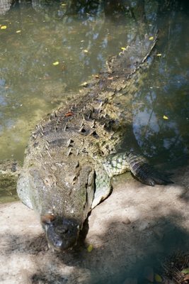 El Cora Crocodile Sanctuary by null
