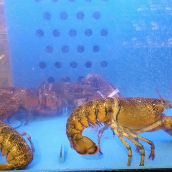 Wegmans - Fresh lobsters - Grocery Near Me - Virginia Beach, Virginia