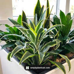 All In One Ent. Plant Services