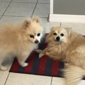 Atlantic Animal Clinic - Boz and Elton - Veterinarians Near Me - Pompano Beach, Florida