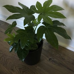 I purchased this Fatsia Japonica I purchased this Fatsia Japonica