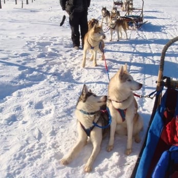Winterdance Dogsled Tours - Tours Near Me - Haliburton, Ontario
