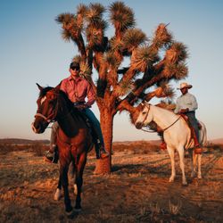 Mountain View Ranch - Joshua Tree - Need a Horse for a Photo Shoot?  Give us a call to rent a horse for photo and film ready for their closeups!