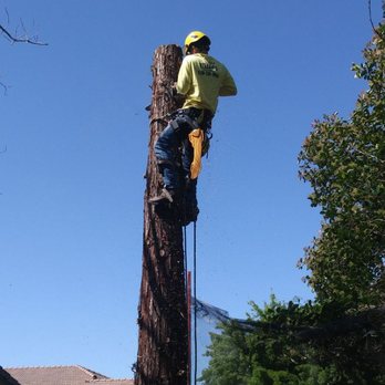 Yellow Tree - Tree being removed. Give us a call for a free estimate, for removals, trims stump grinding. - Tree Services Near Me Yellow Tree - Tree being removed. Give us a call for a free estimate, for removals, trims stump grinding. - Tree Services Near Me