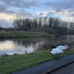 double locks - Local swans right outside double locks