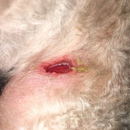 Had to HOSPITALIZE my dog after taking him to this groomer Had to HOSPITALIZE my dog after taking him to this groomer