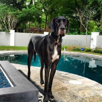 BluePearl Pet Hospital - Veterinarians Near Me - Tampa, Florida BluePearl Pet Hospital - Veterinarians Near Me - Tampa, Florida